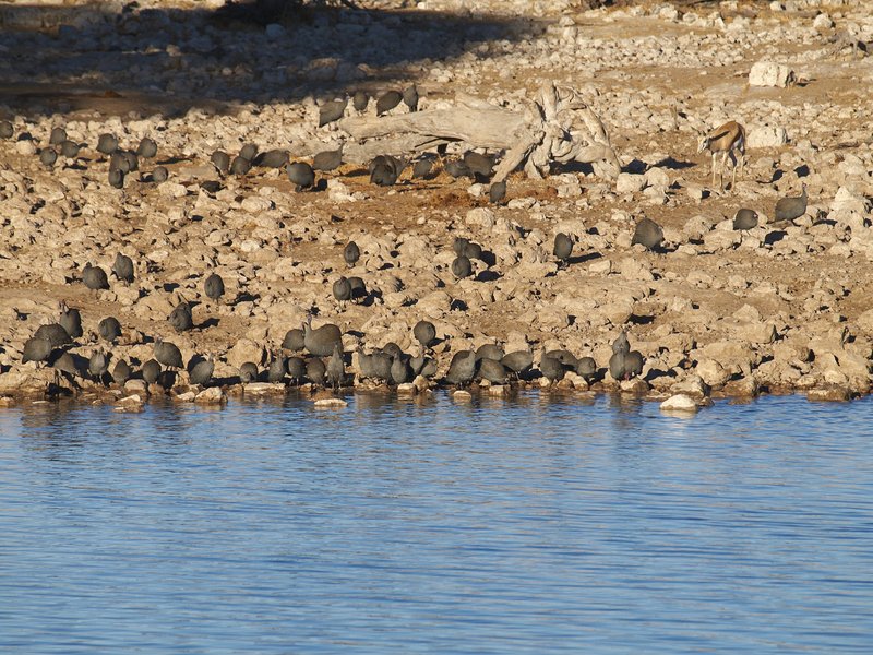 Etosha National Park, Okaukuejo, Guinea
        fowl